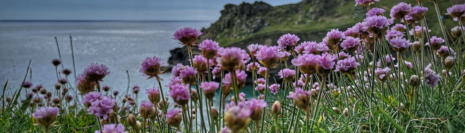 Clifftop Flowers in Cornwall